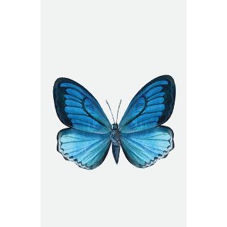 Obrázek z Tetování motýl modrý (24) 